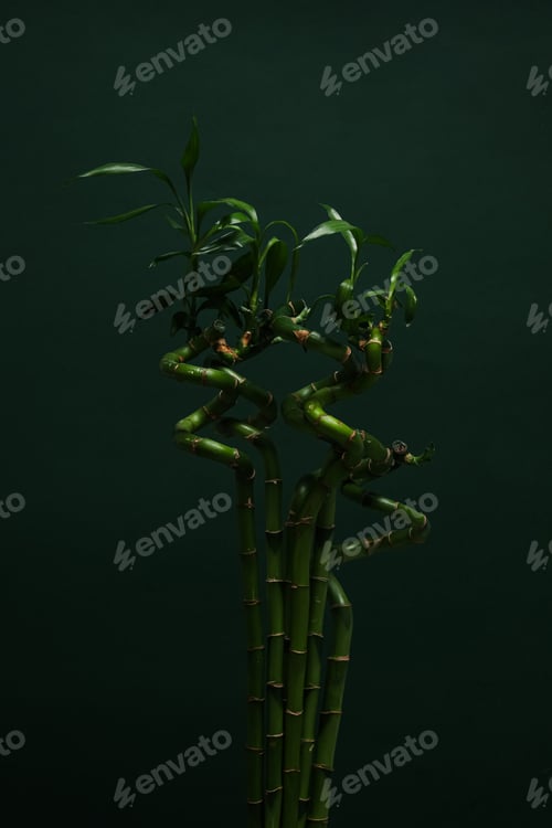 Preview: Concept of tropical and summer plant - bamboo