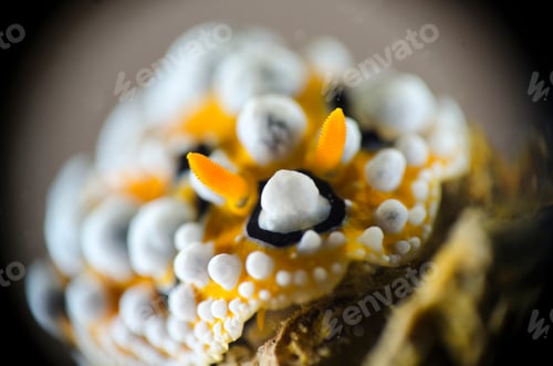 Preview: Close-up Nudibrach (sea slug)