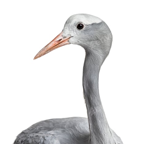 Preview: Blue Crane white background