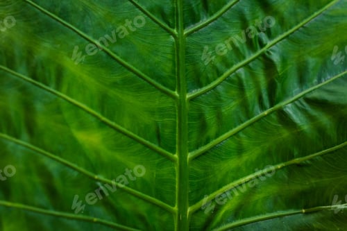 Preview: Closeup shot of a green detailed leaf