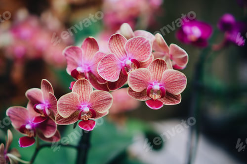 Preview: Orchid plant