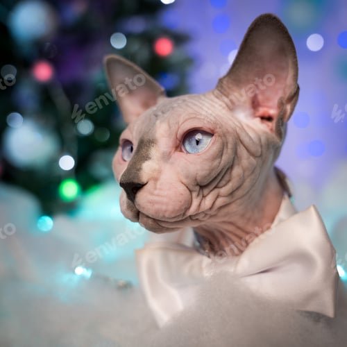 Preview: Closeup of Sphynx Cat with bow tie around neck against background of Christmas lights decorations