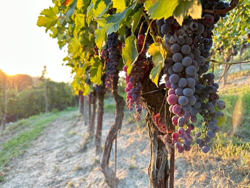 Preview: Grapes ready to be harvested