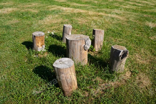 Preview: sitting wooden logs trunk in green grass outdoor meadow