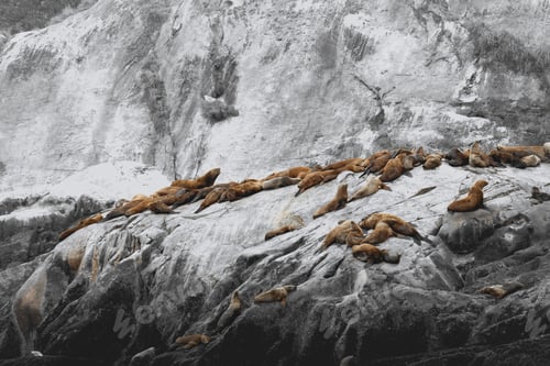 Preview: Seal gathering on rocks of Inside Passage, Alaska