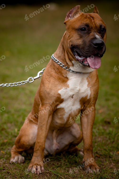 Preview: Autumn background with red Pit Bull Terrier