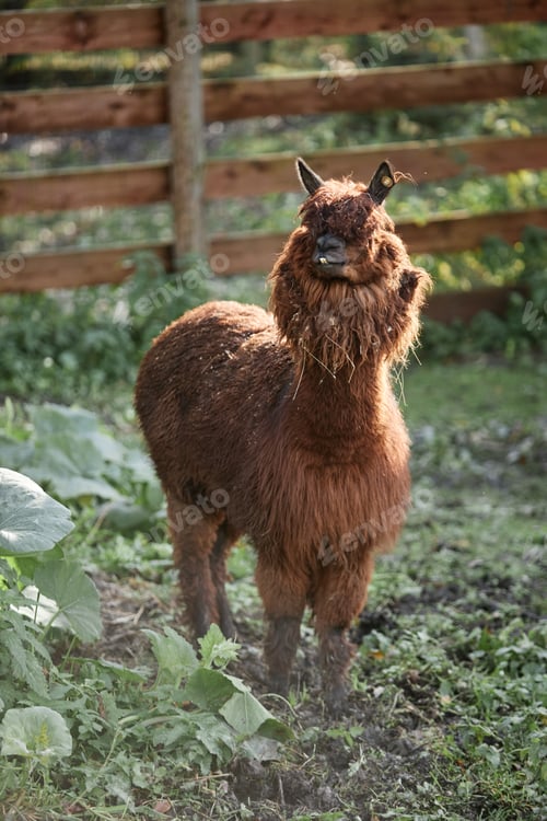 Preview: Brown Alpaca Standing in Sunlight at Farm in Countryside