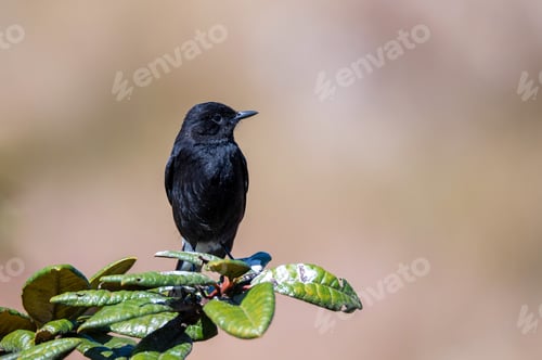 Preview: Pied bush chat or Saxicola caprata pearches on rhododendron
