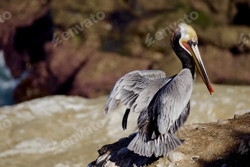 Preview: Beautiful Pelican in La Jolla California, tonythetigersson Tony Andrews Photography