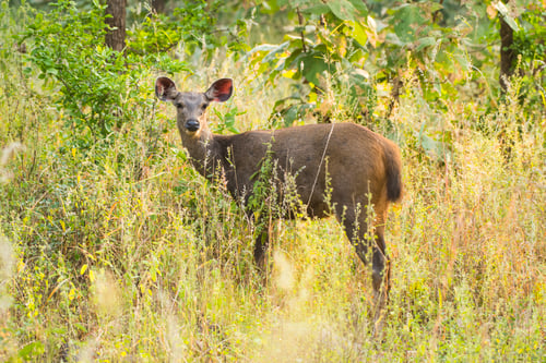 Preview: Deer or chital in National Park forest, India.