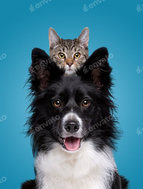 Preview: cat and dog