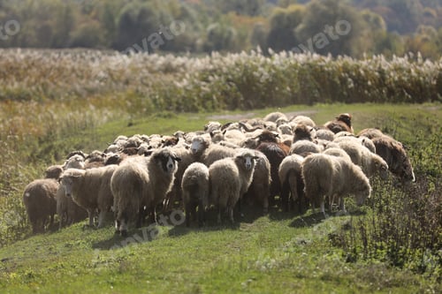 Preview: a herd of rams graze outside in the grass in the meadow. selective focus.