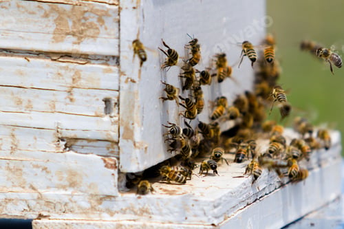 Preview: Beekeeping