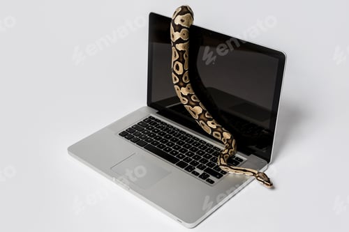 Preview: Python snake and laptop computer.
