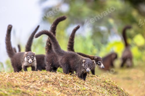 Preview: Group of white nosed coati foraging