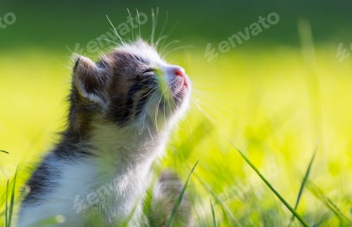 Preview: Kitten