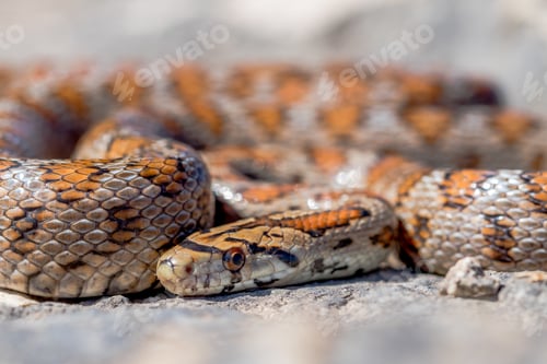 Preview: Close up shot of a curled up adult Leopard Snake or European Ratsnake, Zamenis situla, in Malta