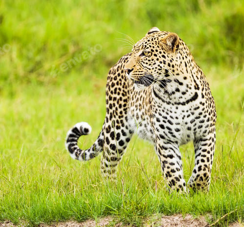 Preview: Botswana Wildlife pictures