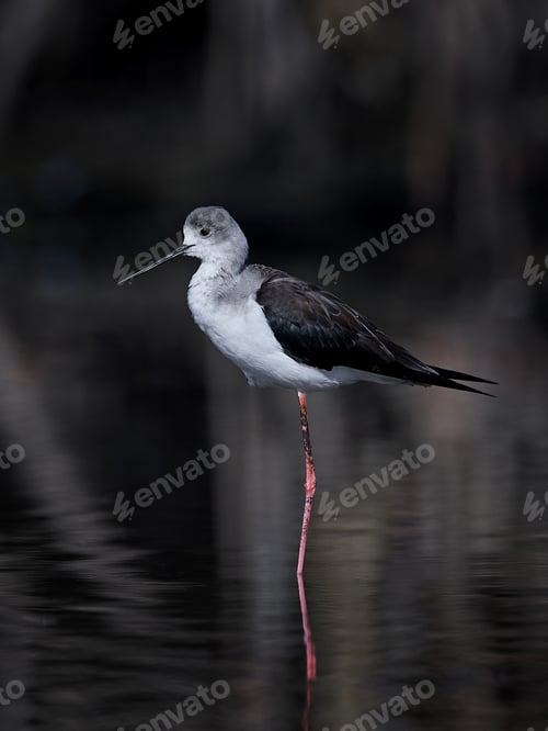 Preview: Black-winged stilt (Himantopus himantopus)