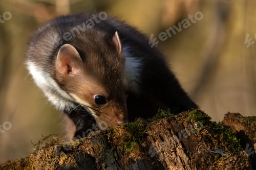 Preview: Beech marten or Martes foina also known as stone marten or white-breasted marten