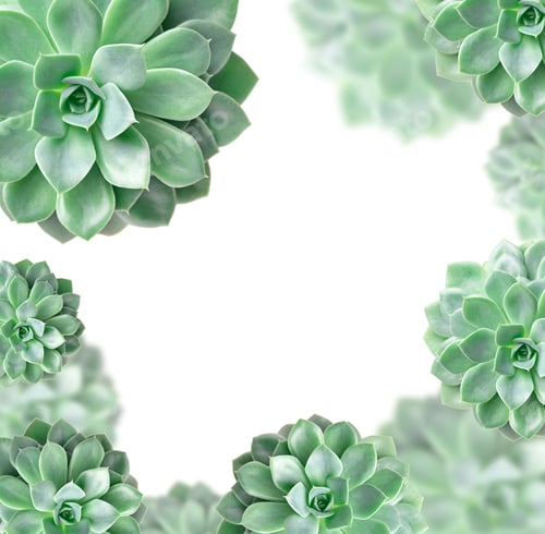 Preview: Frame of cactus succulent plant isolated on white