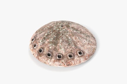 Preview: Polished Abalone Seashell