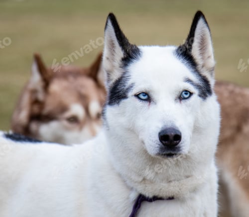 Preview: White Husky dog with blue eyes
