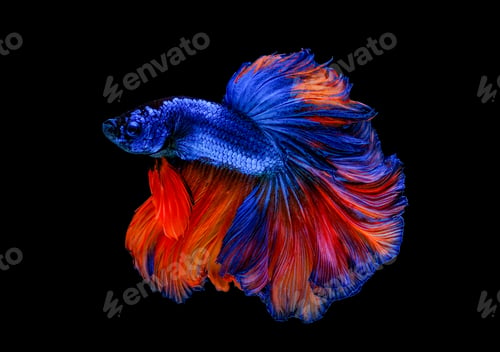Preview: Colorful with main color of blue and red betta fish, Siamese fighting fish