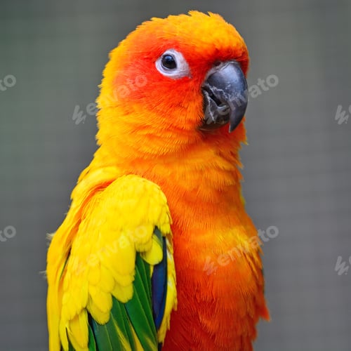 Preview: Sun Conure
