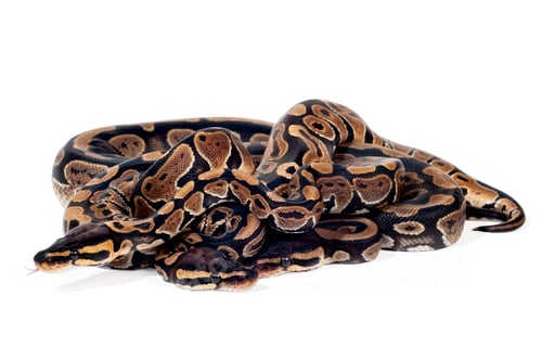 Preview: Ball Pythons