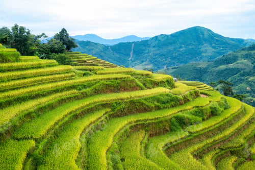 Preview: Lush rice field terraces with barn on farmland in countryside
