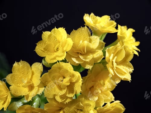 Preview: Studio photo of yellow Kalanchoe flower.