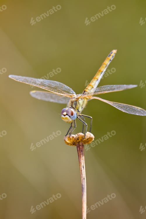 Preview: Dragonfly ( sympetrum sp )