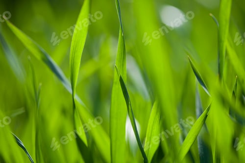 Preview: Field of green grass