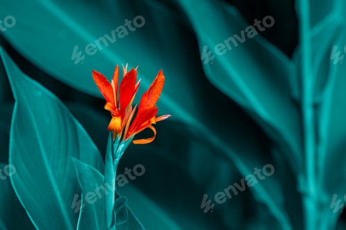 Vista previa: tropical leaves and orange flower, lush foliage in rainforest at summer