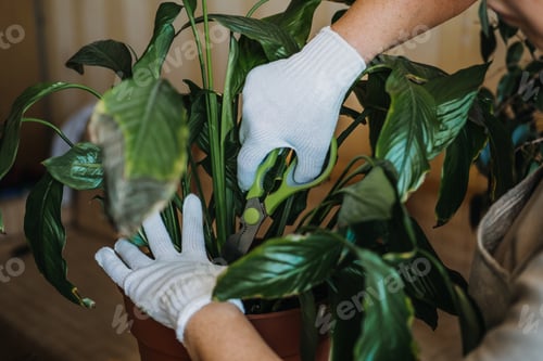 Preview: Houseplants diseases. Indoor plants Diseases Disorders Identification and Treatment, Houseplants sun