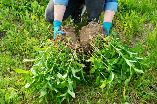 Preview: Close-up of spring dividing and planting bush of phlox paniculata plant