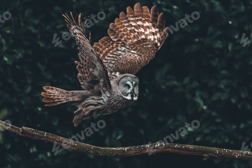 Preview: Great grey owl flying with trees on a blurred background