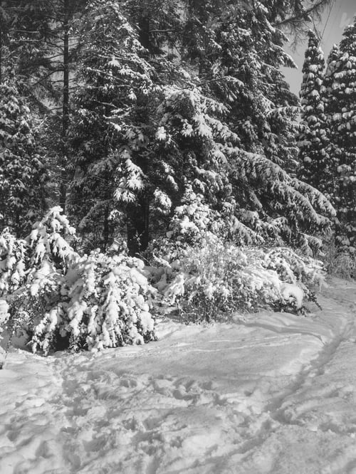 Preview: Snowy coniferous trees in woods