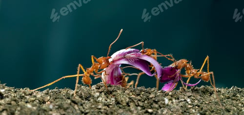 Preview: Leaf-cutter ants, Acromyrmex octospinosus, carrying flower petal in front of blue background