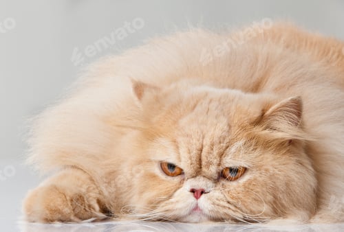 Preview: persian cat isolated on white. Persian cat portrait