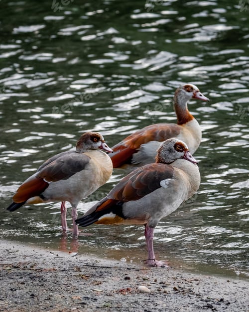 Preview: Egyptian geese by the lake