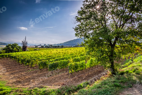 Preview: Vineyard near Montalcino in Tuscany in Italy
