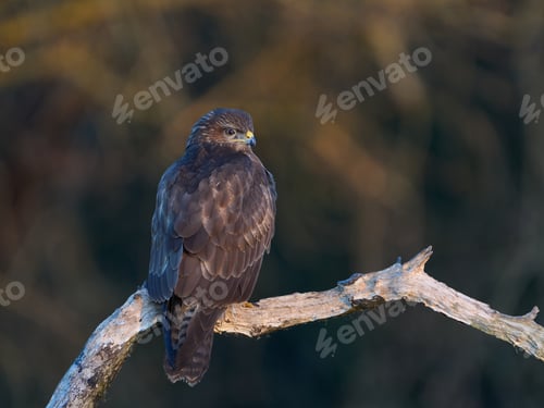 Preview: Common buzzard (Buteo buteo)