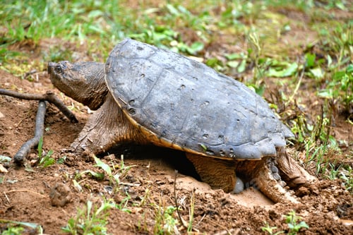 Preview: A female snapping turtle laying her eggs in a nest she has dug in the mud on the river bank.
