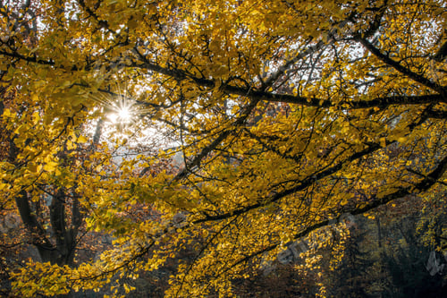 Preview: Yellow tree canopy with sun shining through branches in autumn.