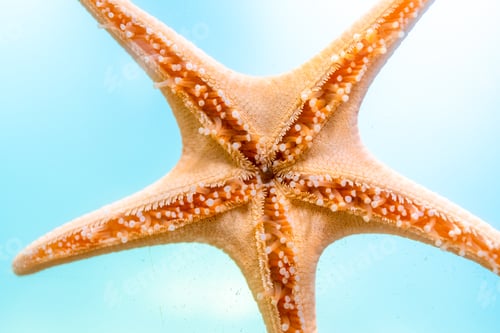 Preview: Starfish sticking on aquarium glass with turquoise water background