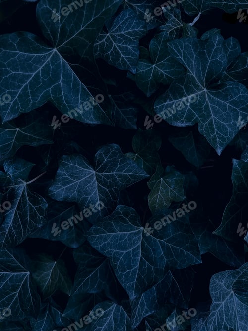 Preview: Dark Green Blue Topical Leaves Under Night Light Natural Plant Ivy Creeper Textured Background