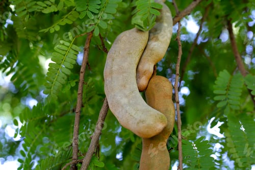 Preview: Tamarind fruits with green leaves
