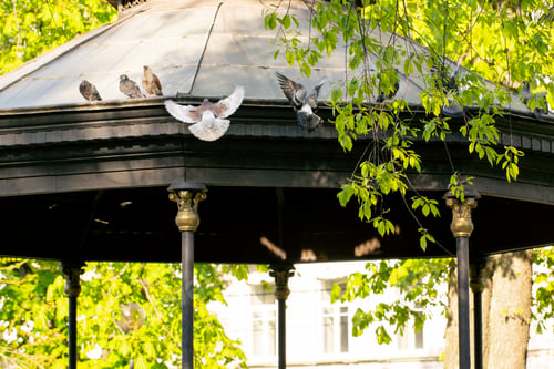 Preview: in the city in public park on a cobblestone path, a flock of pigeons is looking for food urban